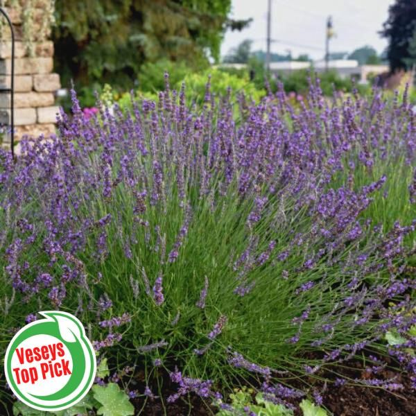 Phenomenal English Lavender